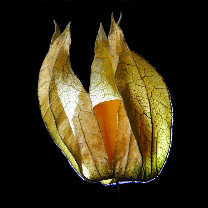 2026 01 Physalis Foto Rolf Krohn