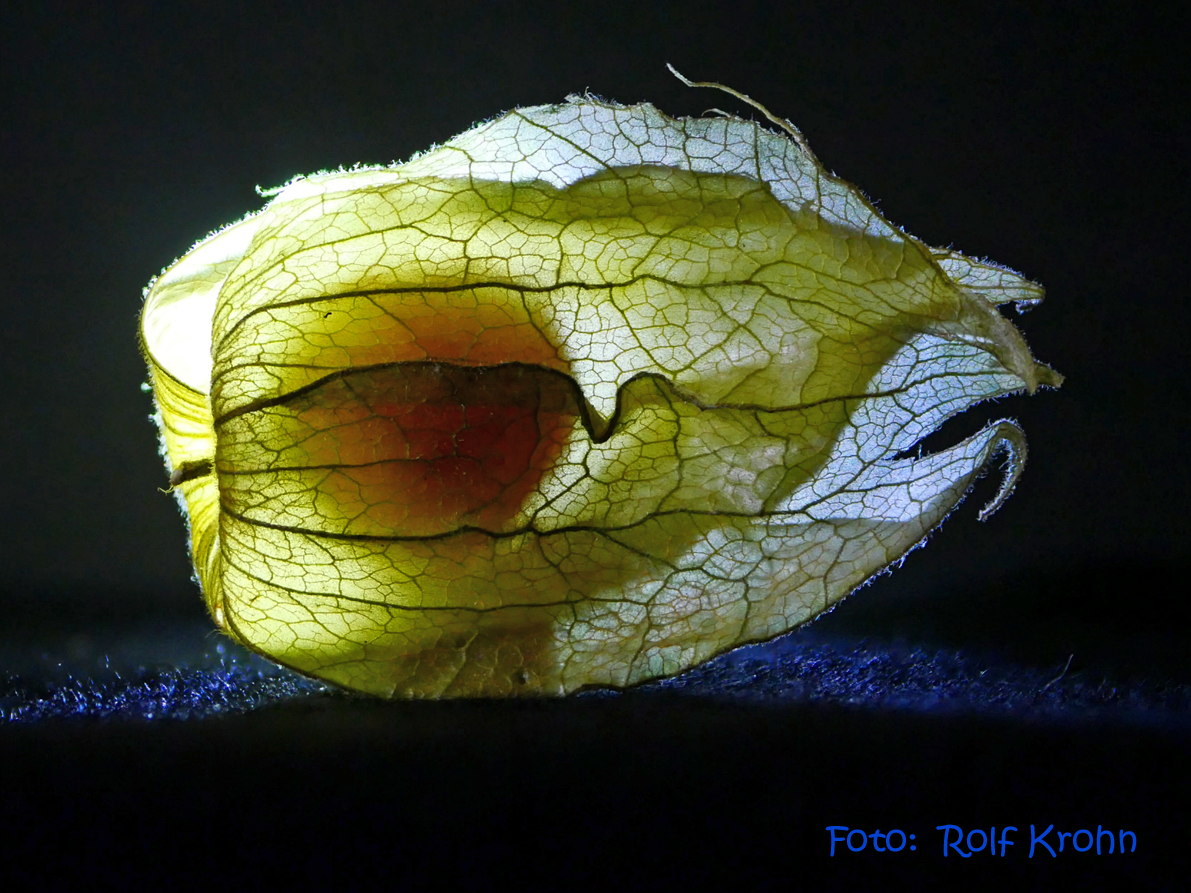 Physalis