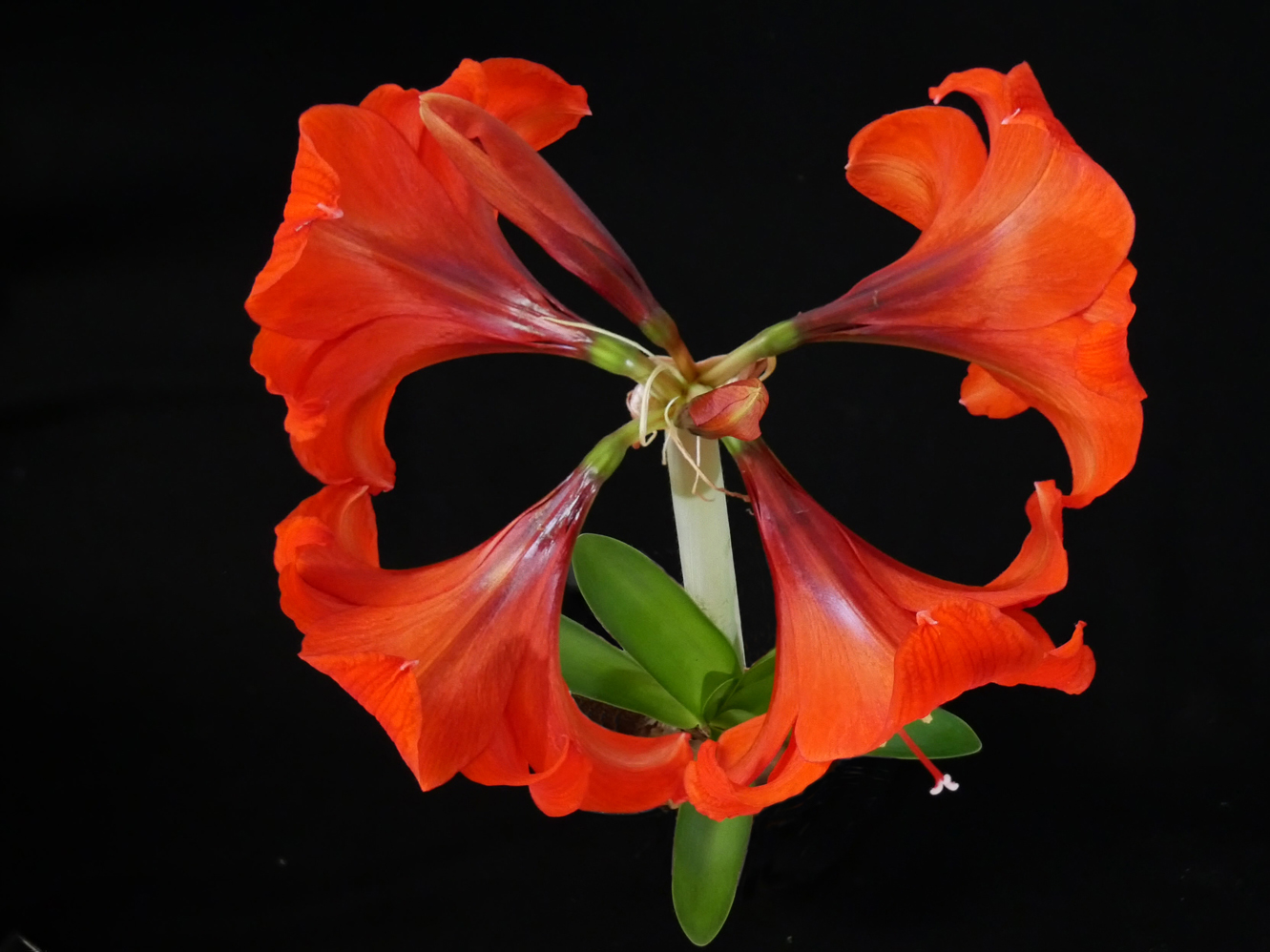 2024 03 Amaryllis