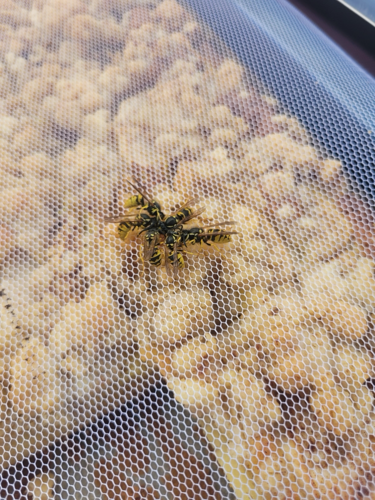 Wespen waren auch wieder dabei 