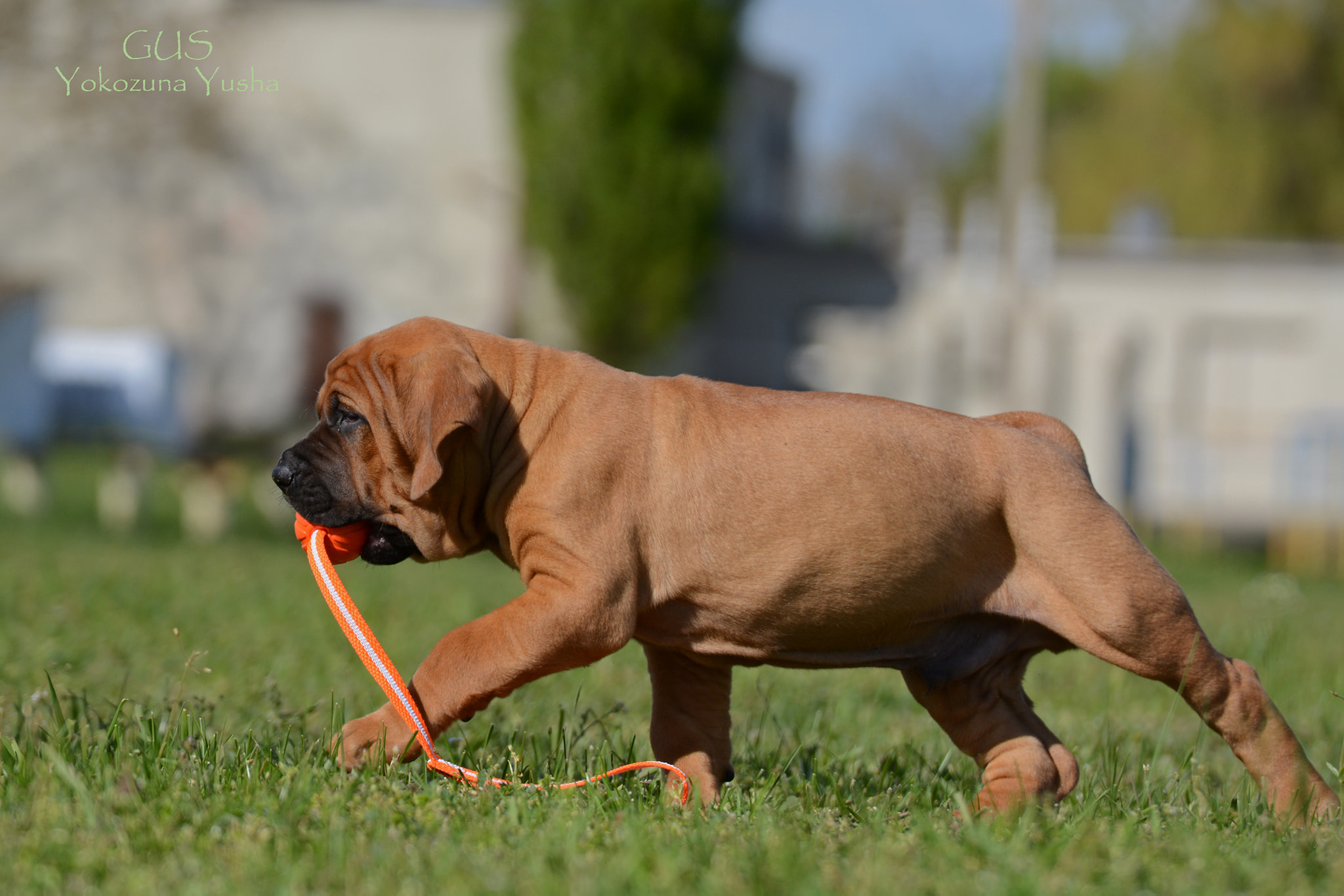 Tosa inu puppies