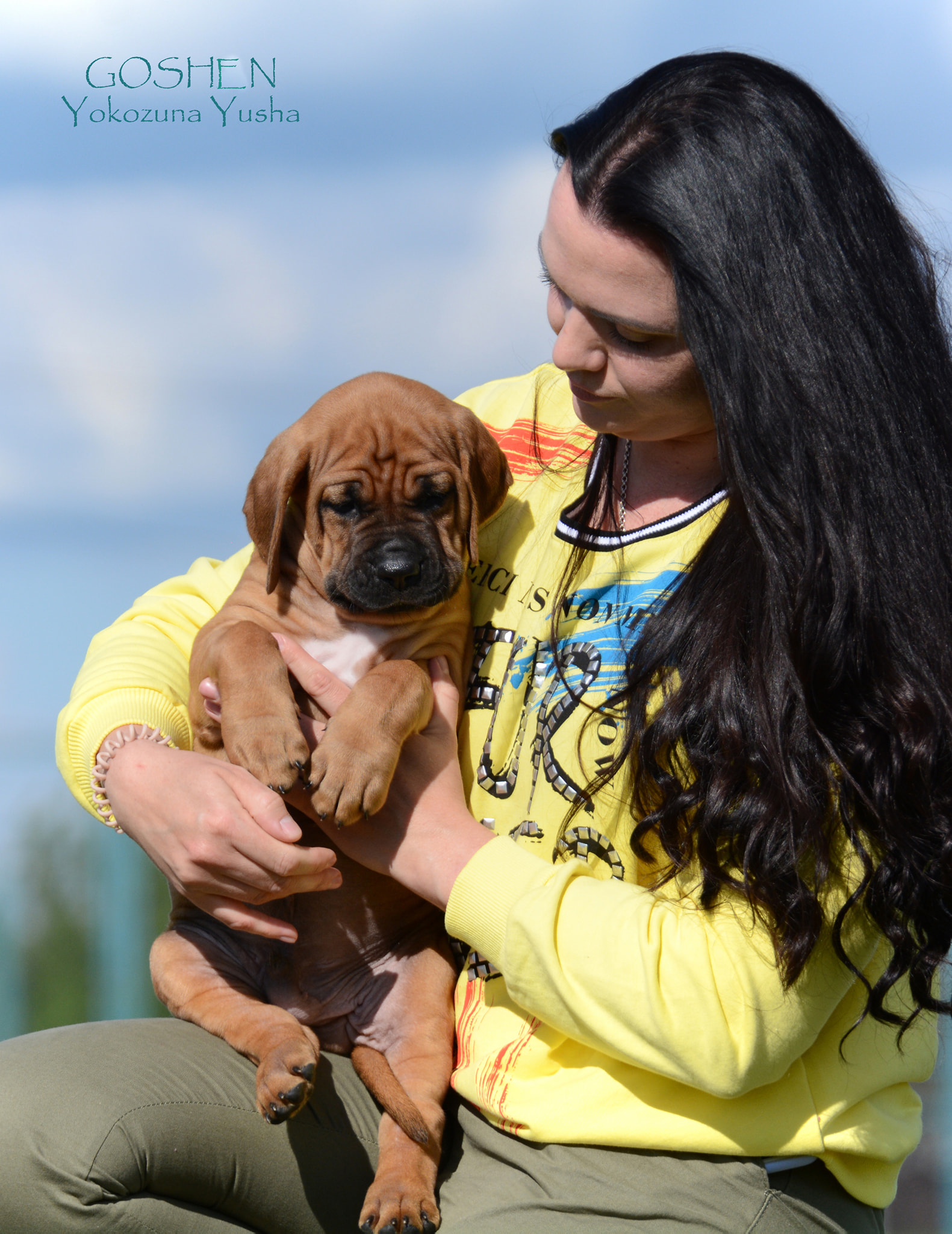 Tosa inu puppies from Yokozuna Yusha kennel