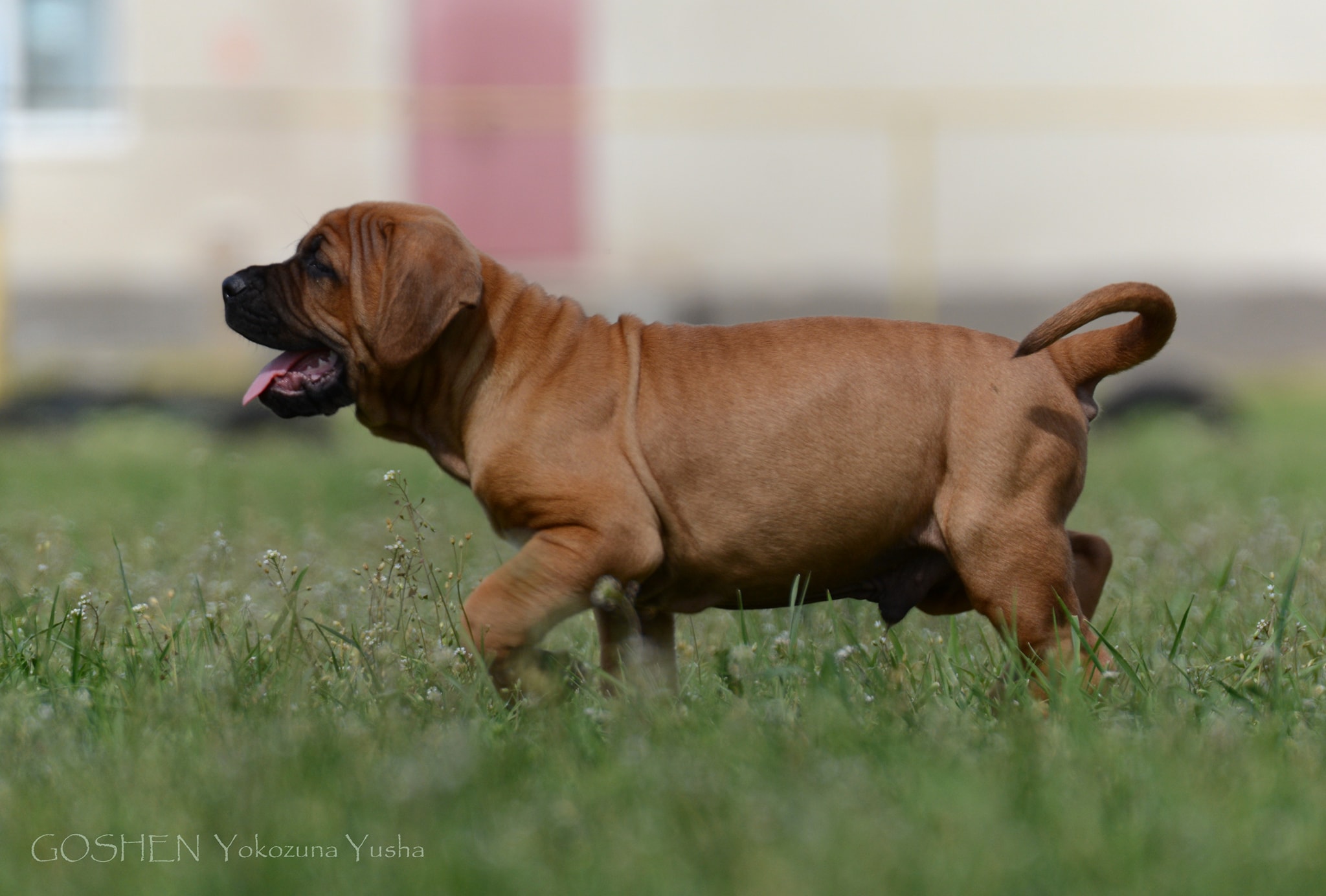 Tosa inu puppies from Yokozuna Yusha kennel,Odessa 