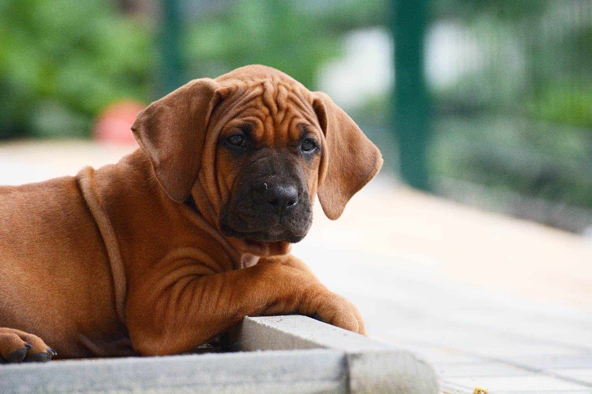 TOSA INU PUPPIES