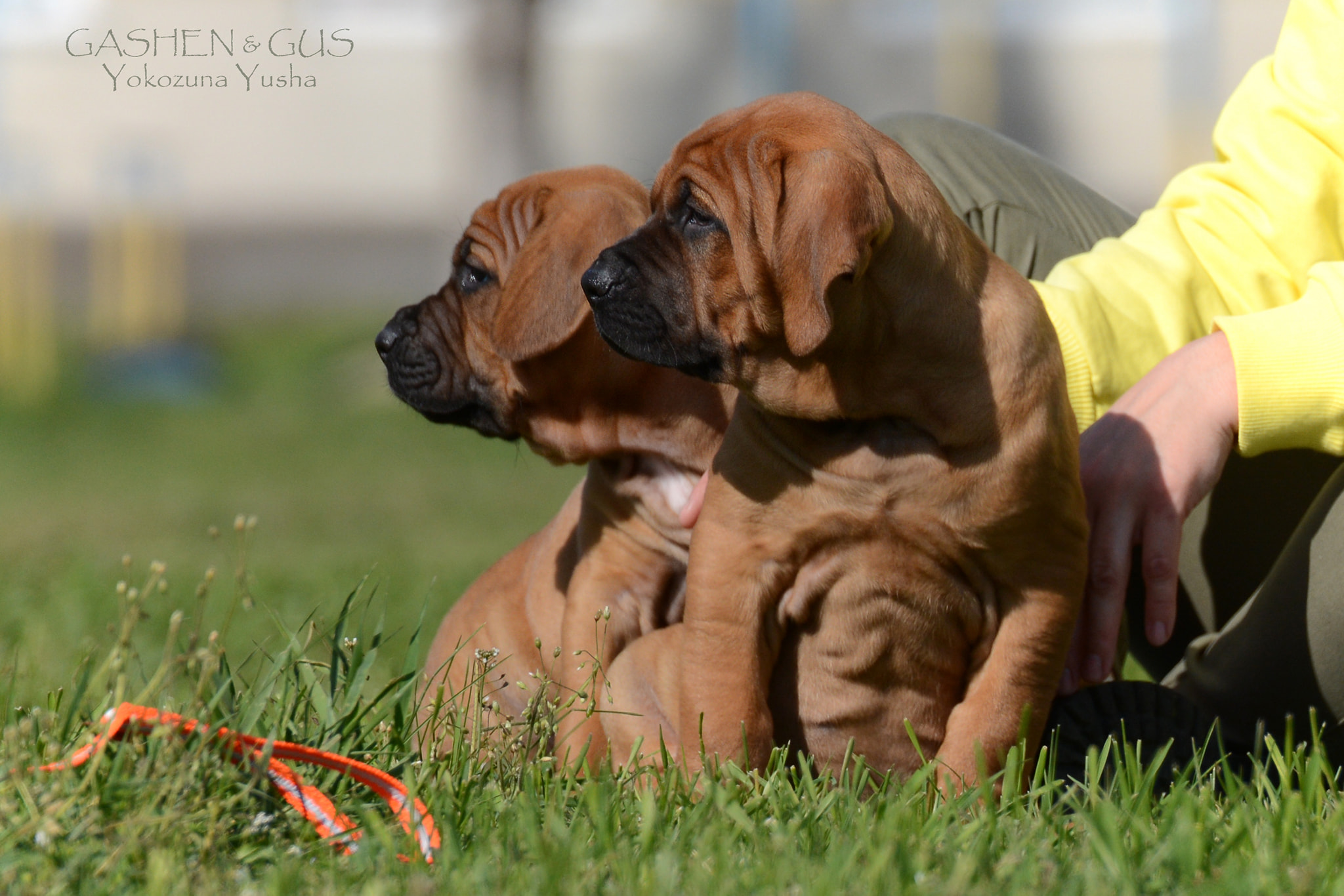 Tosa inu puppies from Yokozuna Yusha kennel