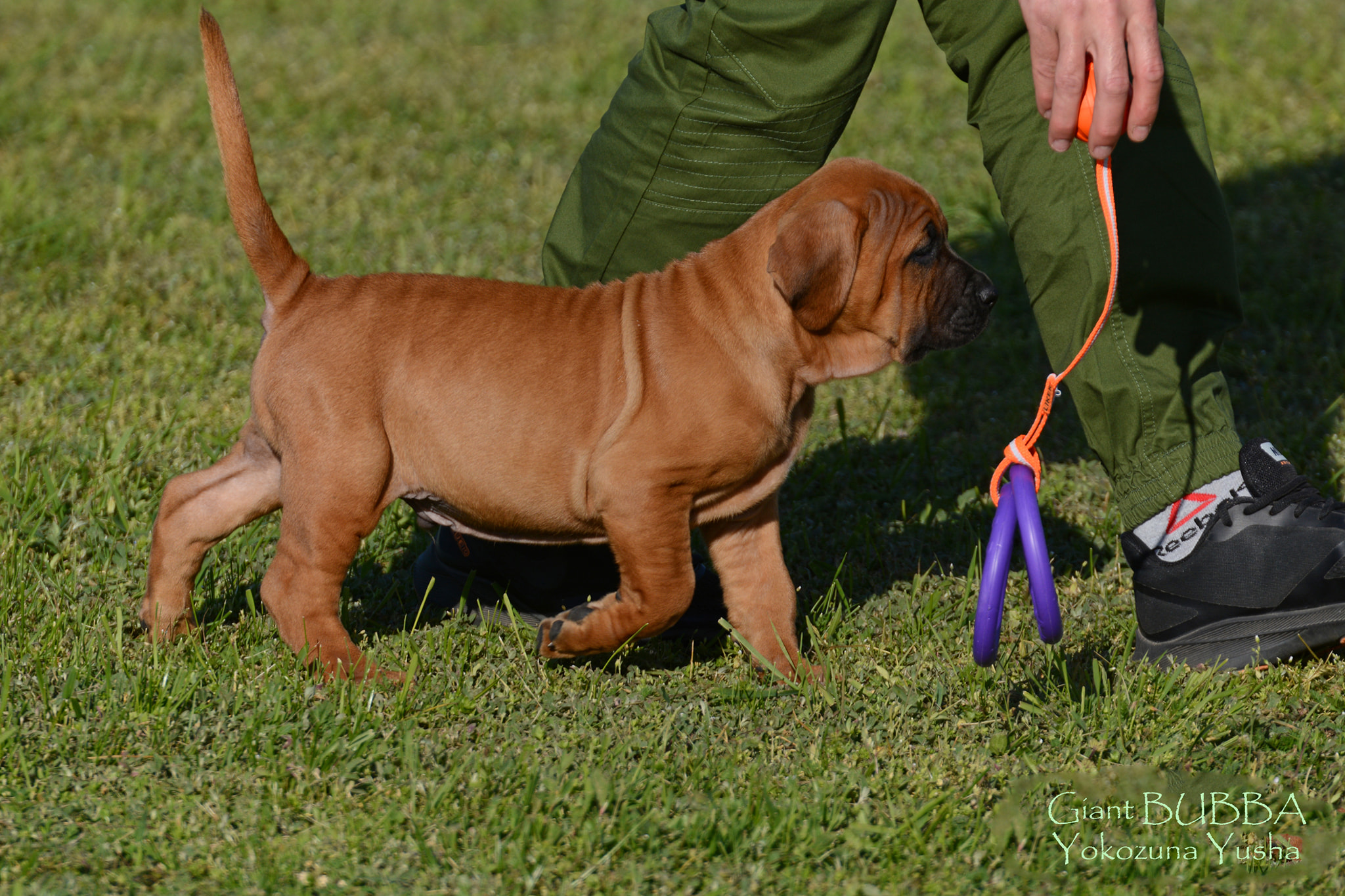 Tosa inu puppies from Yokozuna Yusha kennel