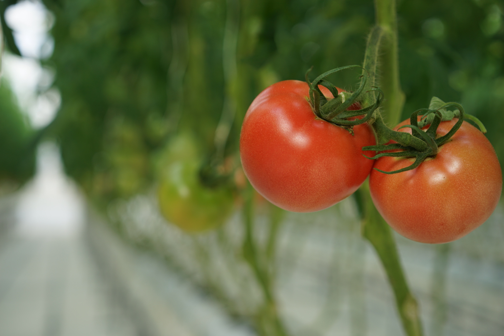 トマト Natura日野 ナチュラ日野