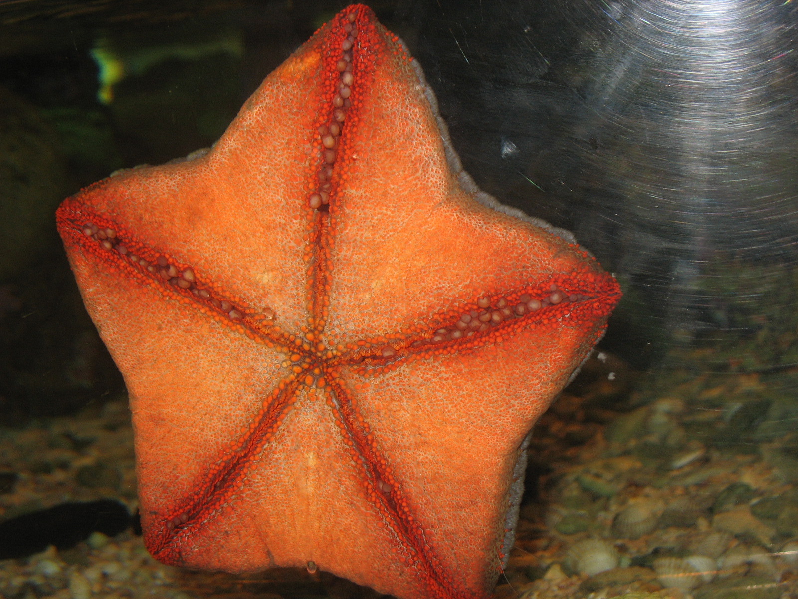 Aquarium