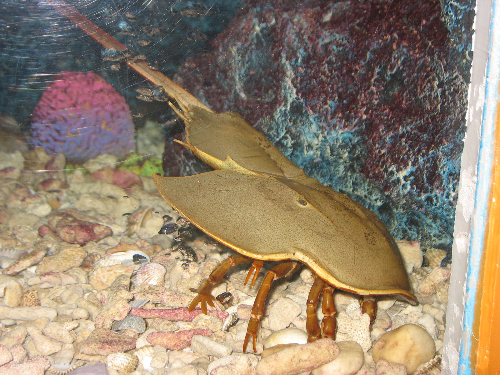 Aquarium