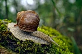 Bourgogne - Helix pomatia