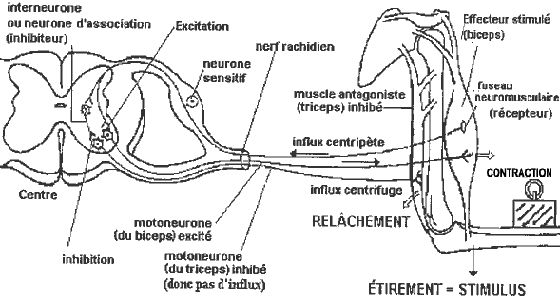 Réflexe myotatique