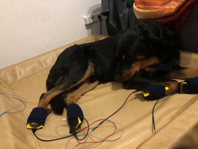 horizontaltherapie ht tierisch fit vitals webseite