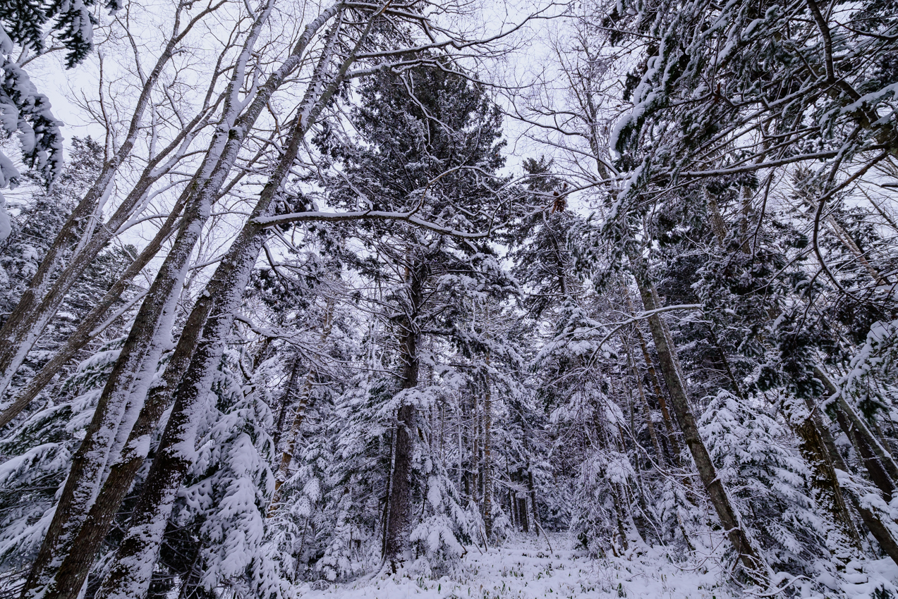 ようやく雪景色