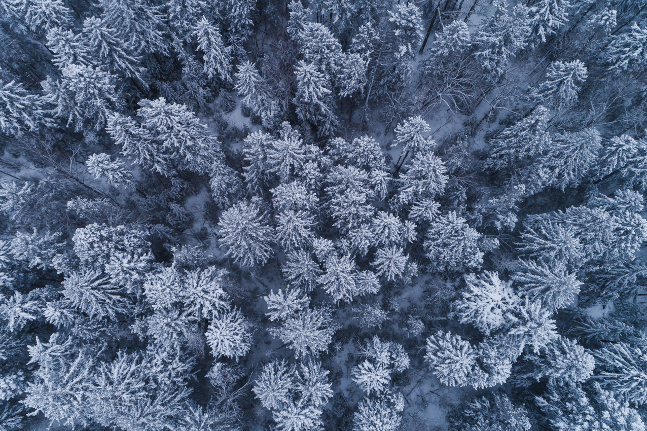 雪に染まる