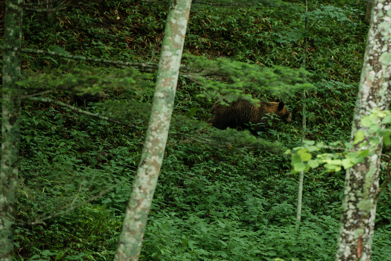 2019.7.20 北海道上士幌町 糠平 ヒグマ