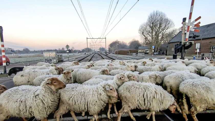 Dieren staan trein in de weg