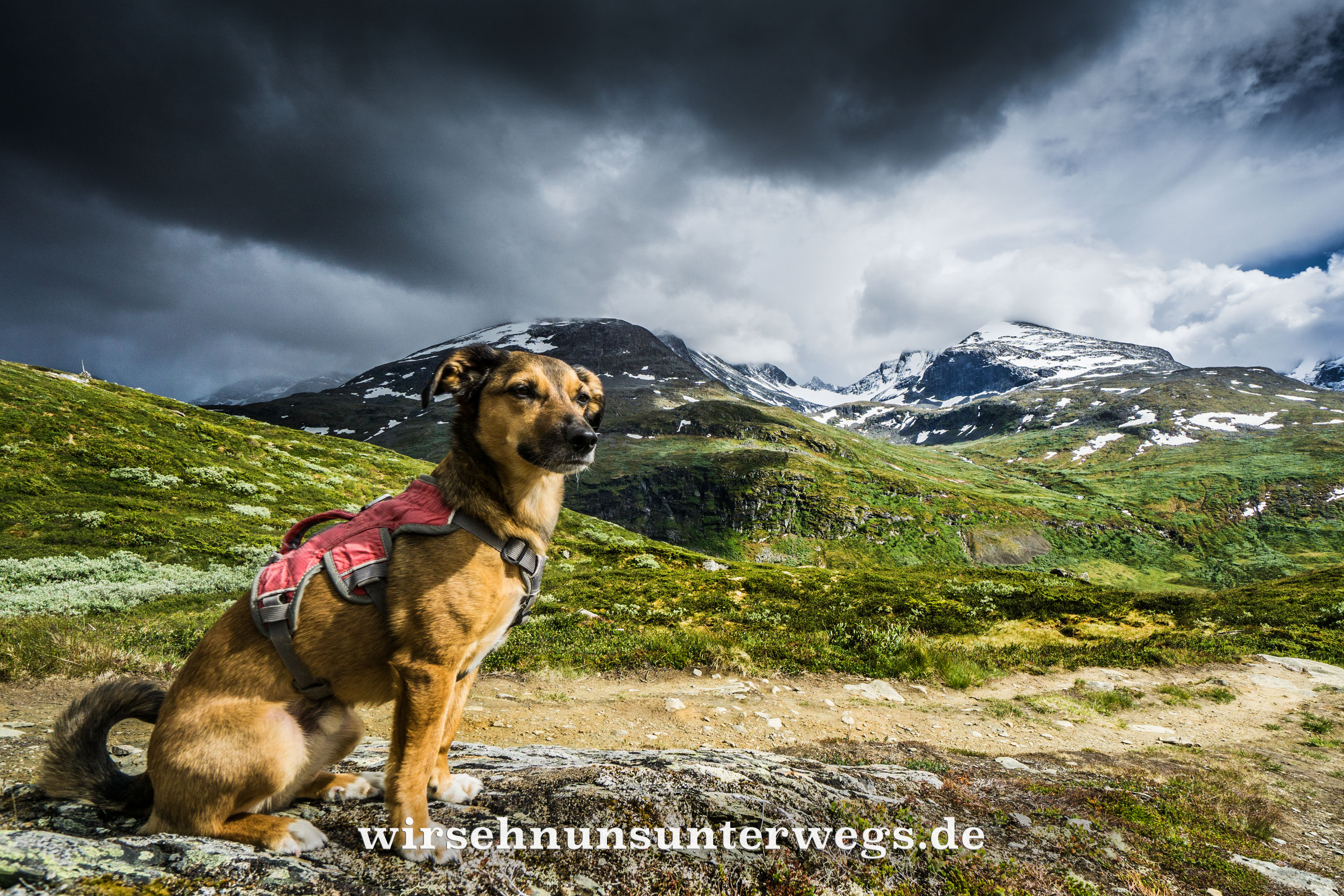 Mit dem Hund nach Norwegen wirsehnunsunterwegss Webseite!