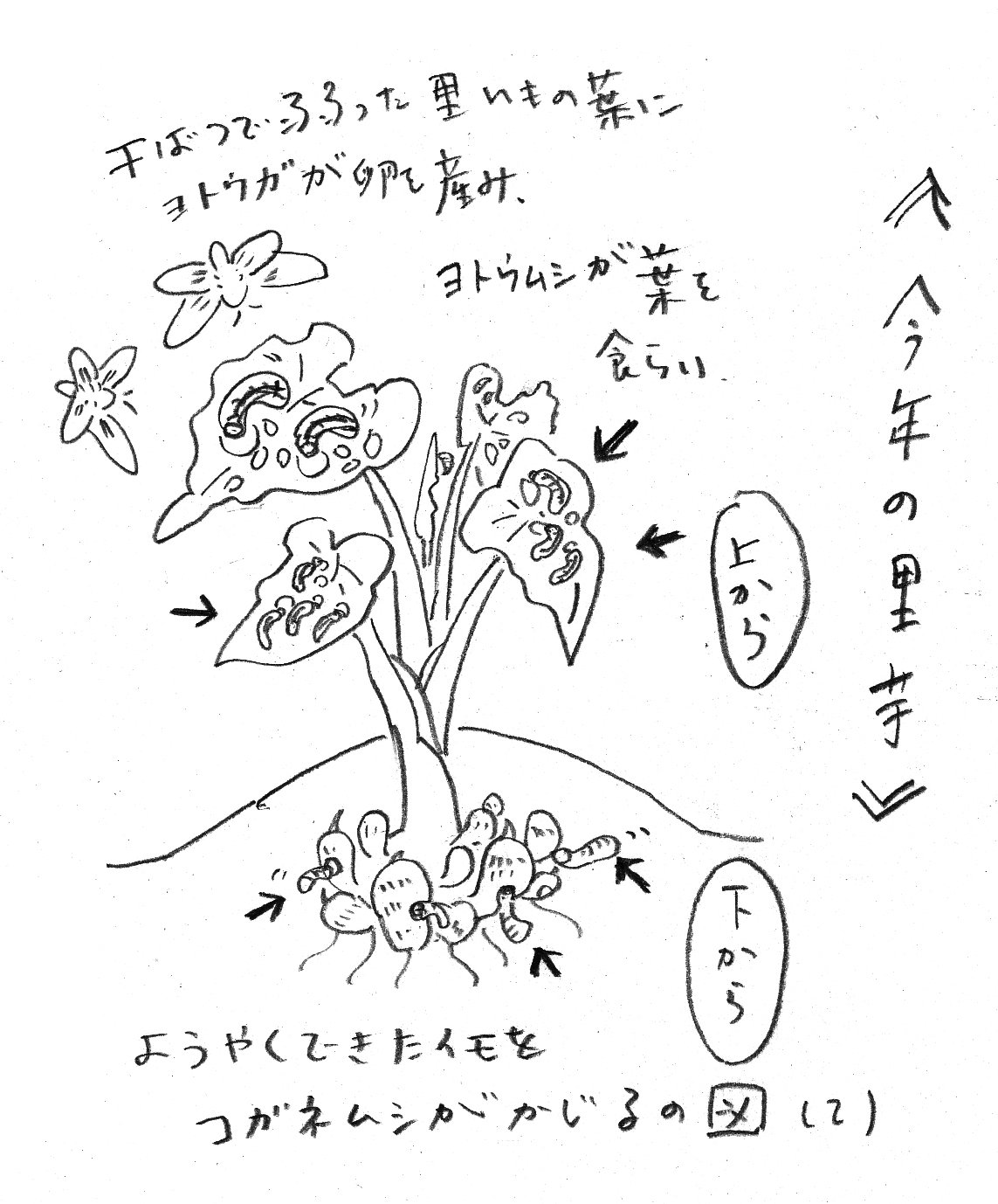 みどりの通信　2025年11月号　喜びのミイラと 悲しみの水ぼうそう／もうちょっとが、長い