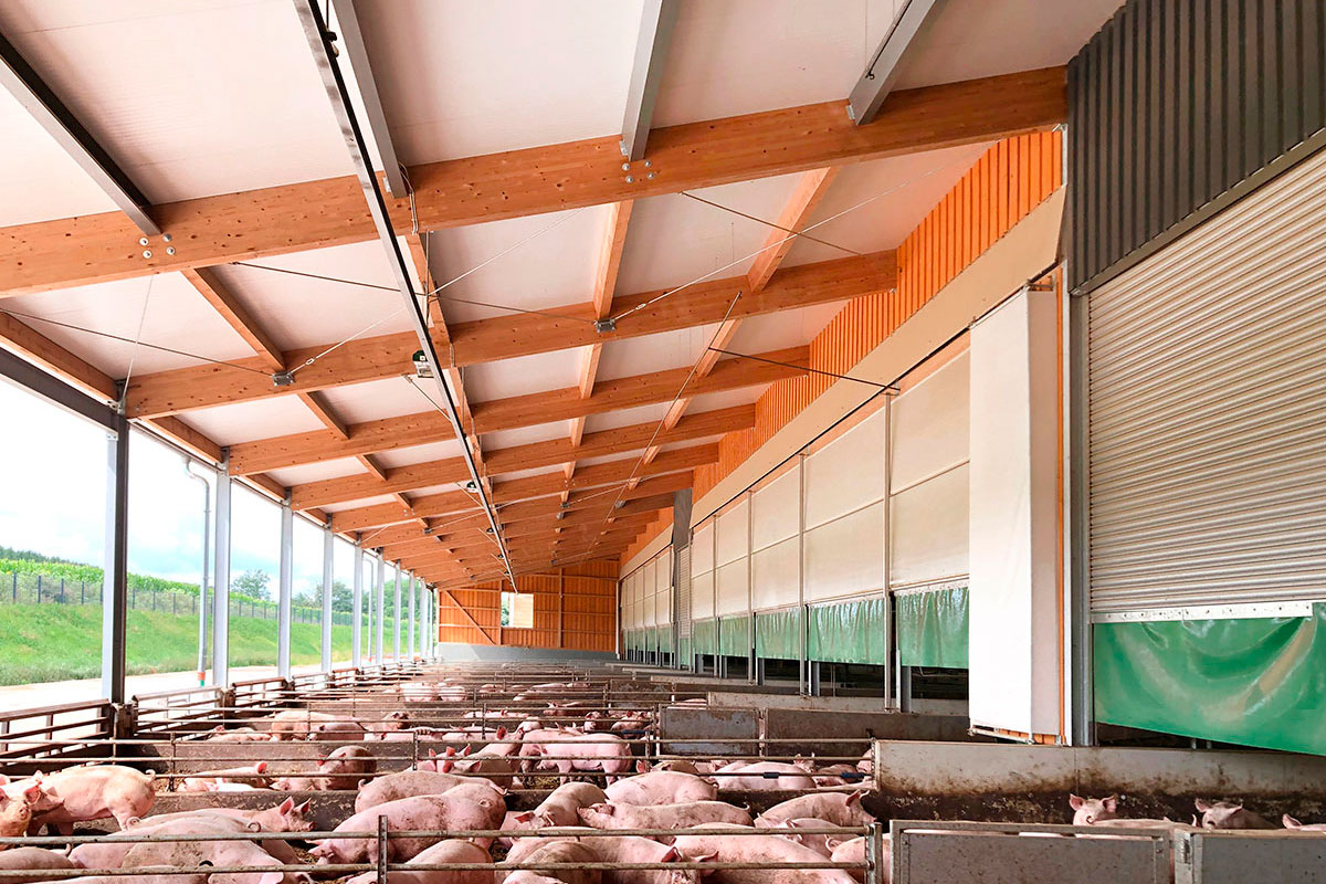 Schweine in einem Außenklimastall (Strohstall)