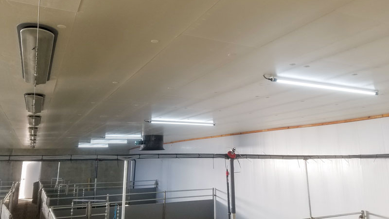 IP 67 LED-Leuchten für Rinderställe
