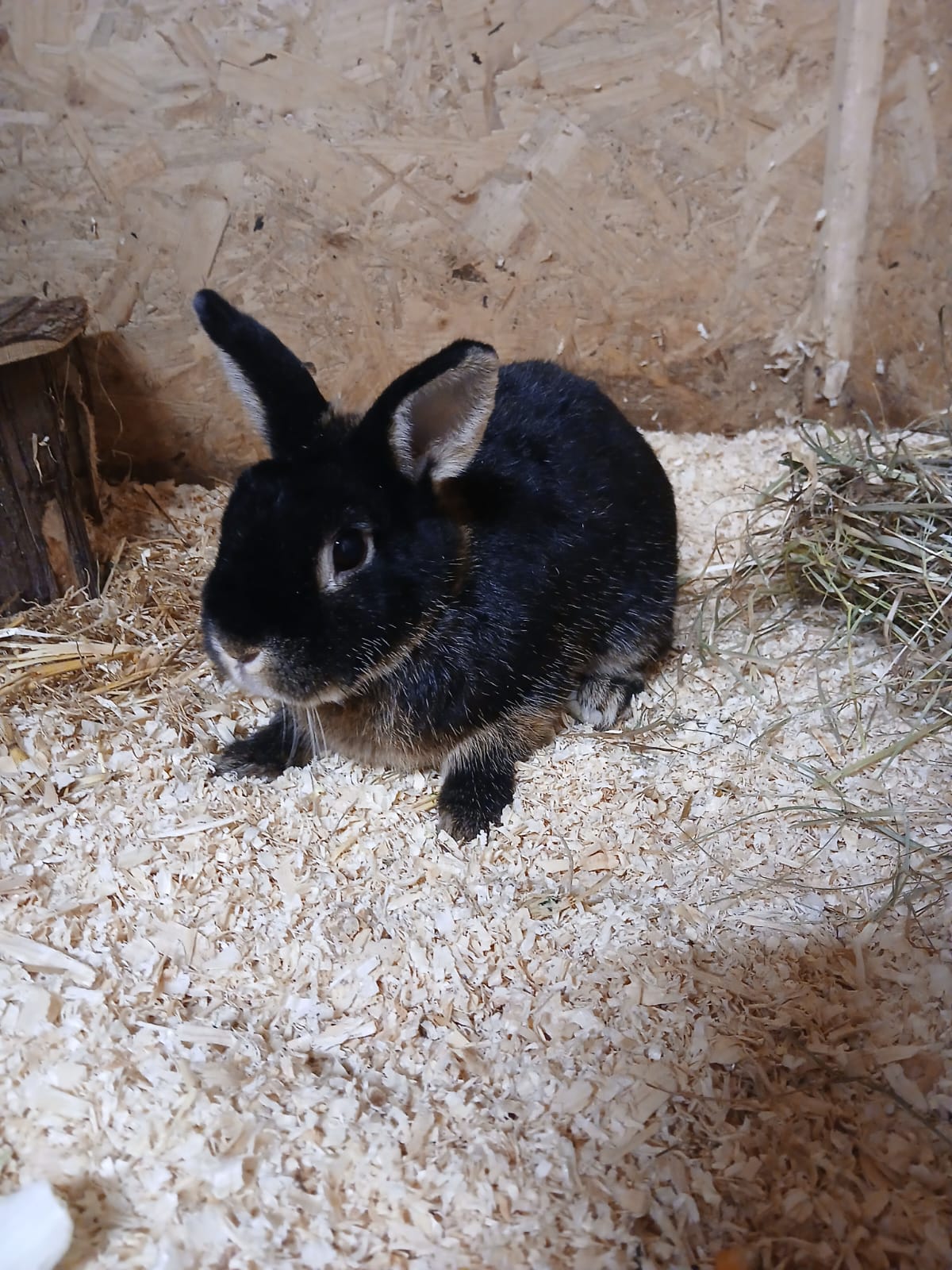 Peanut