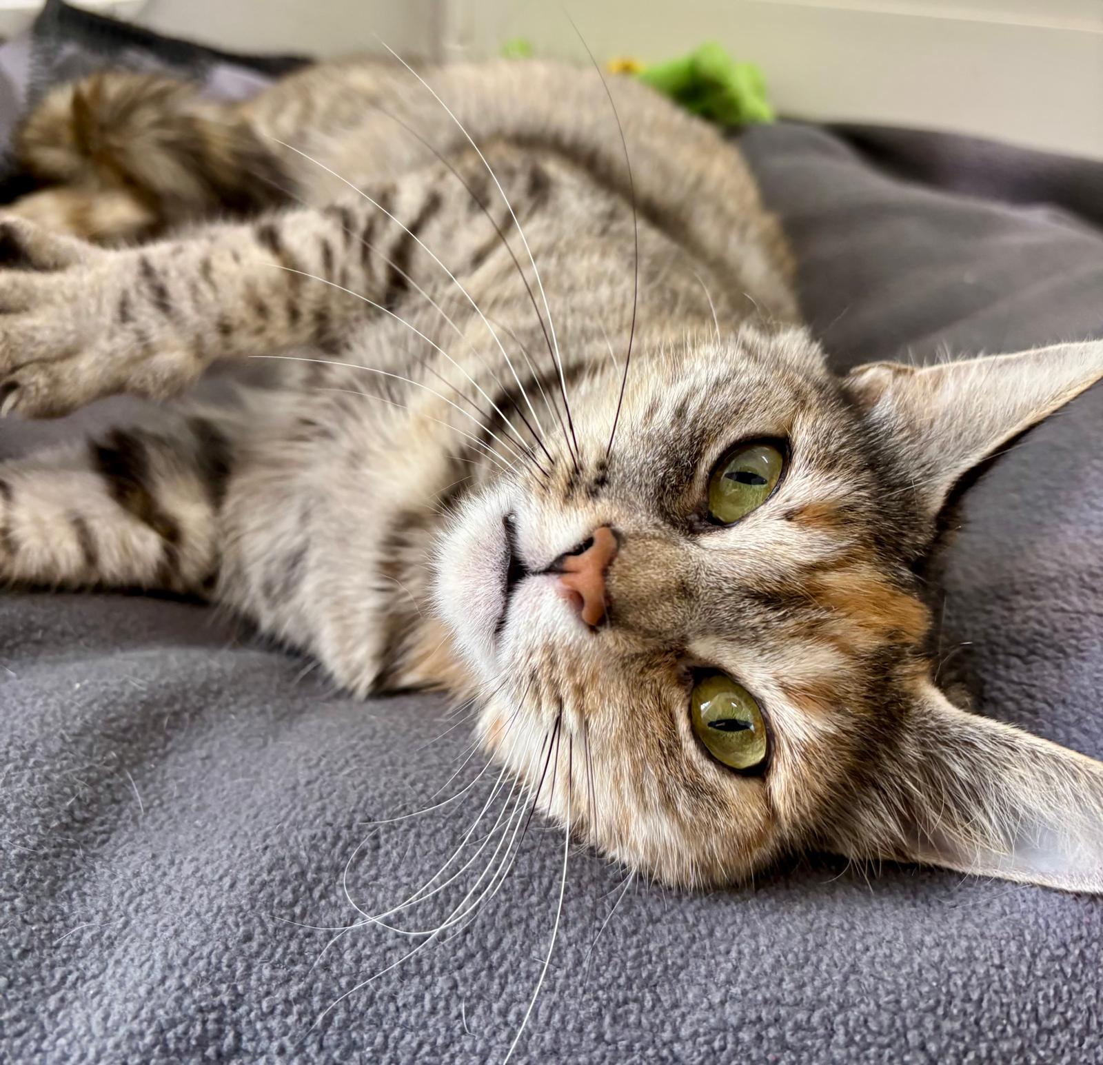 Cara