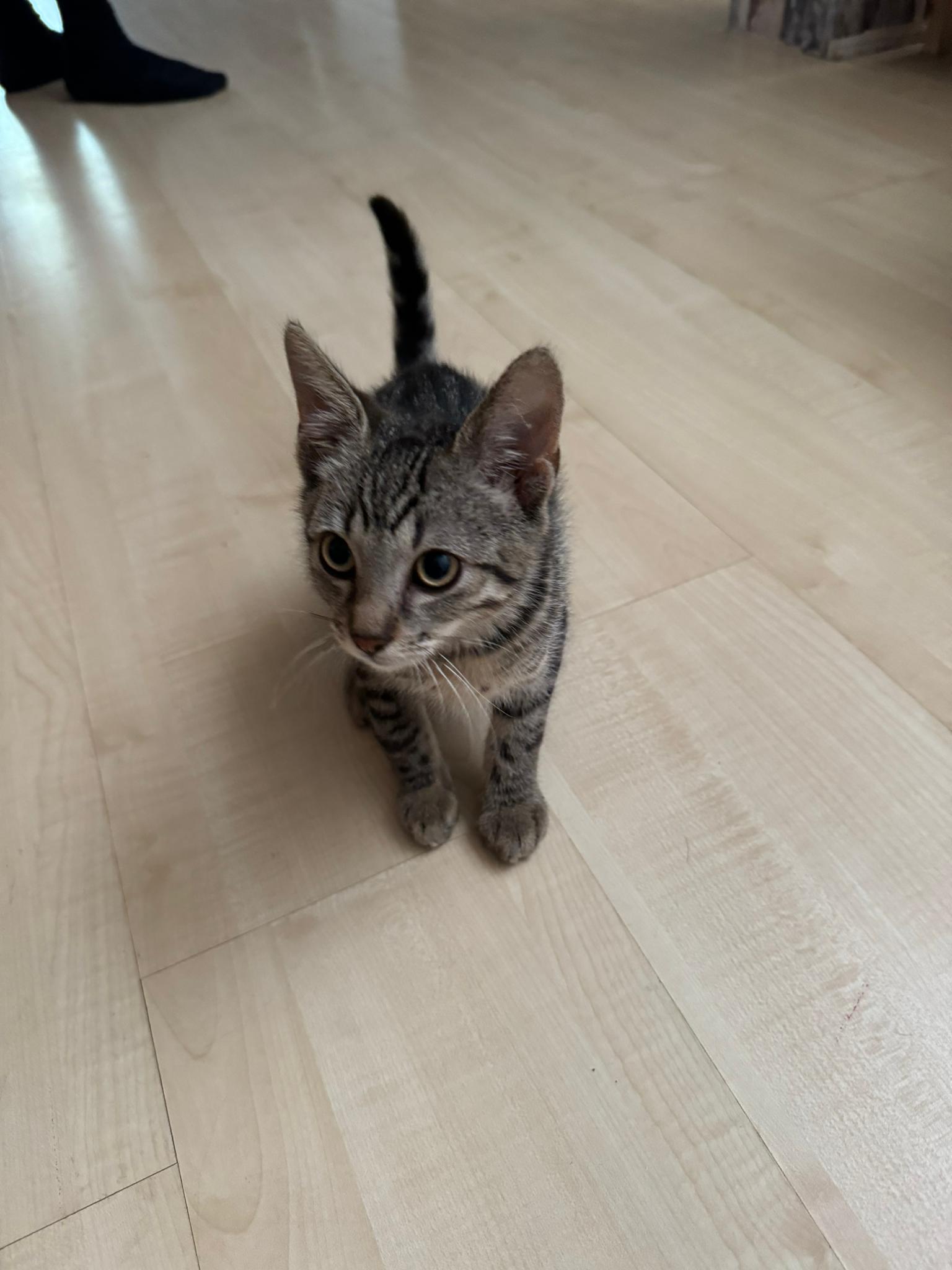 Dexter