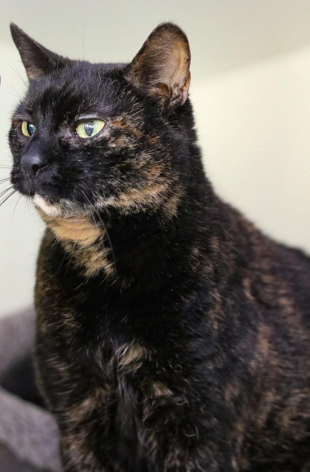 Mitzi
