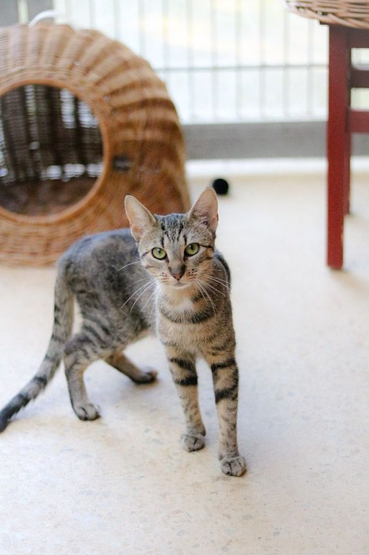 Lani