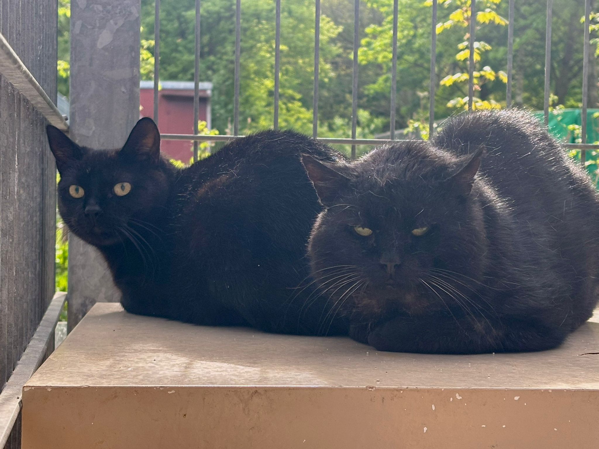 Ratz zusammen mit Nero
