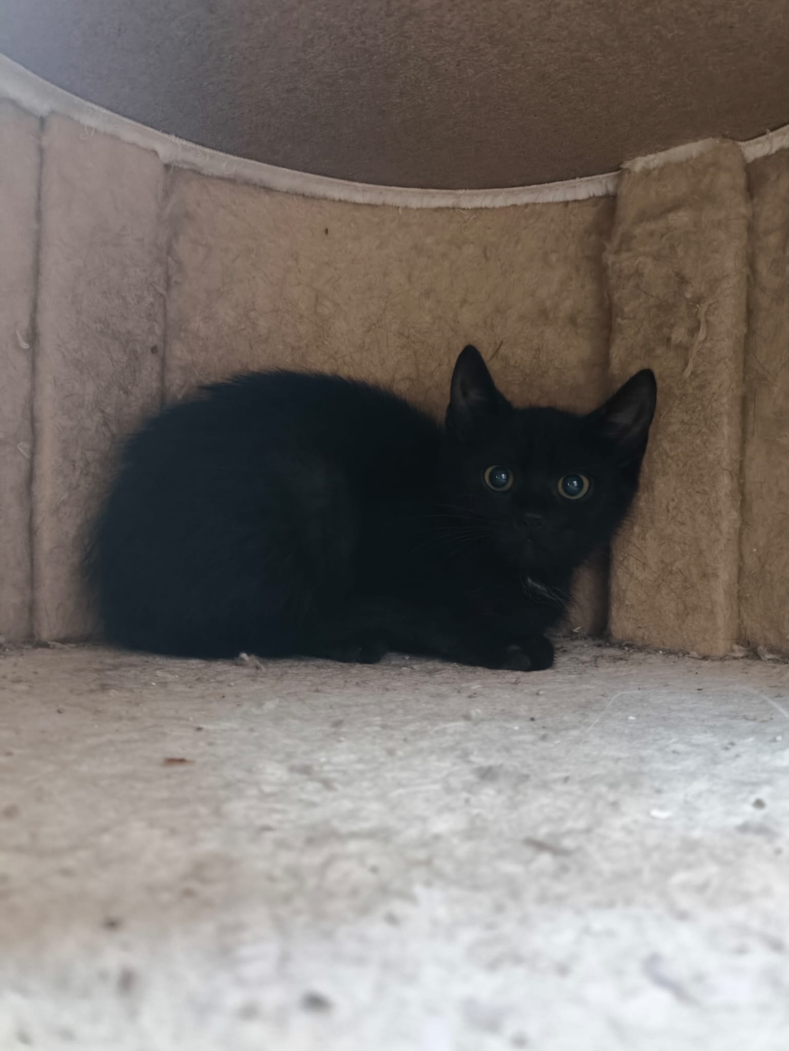 Blacky