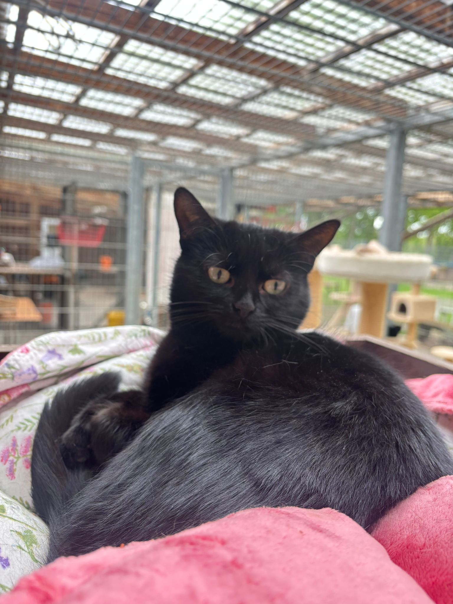 Freya