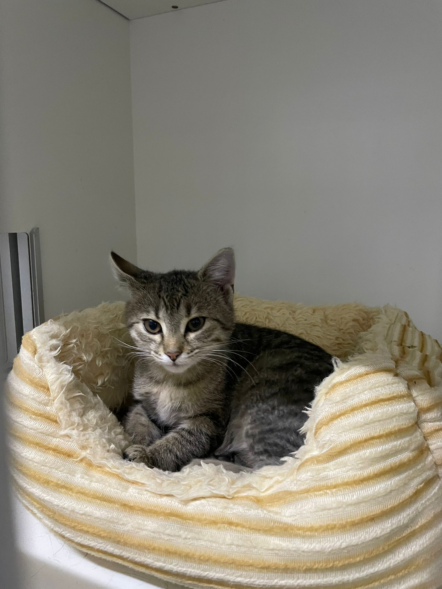 Eli
