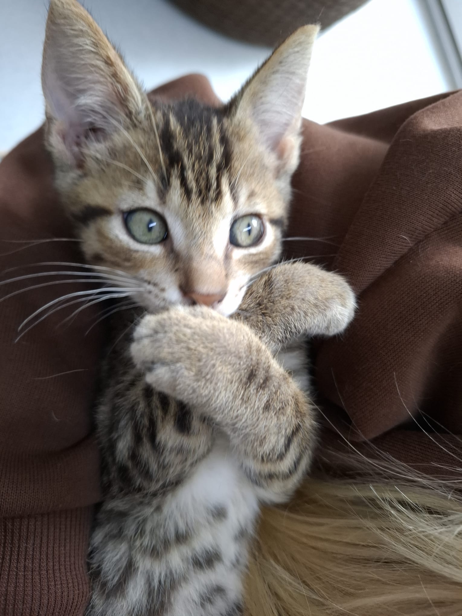 Filou