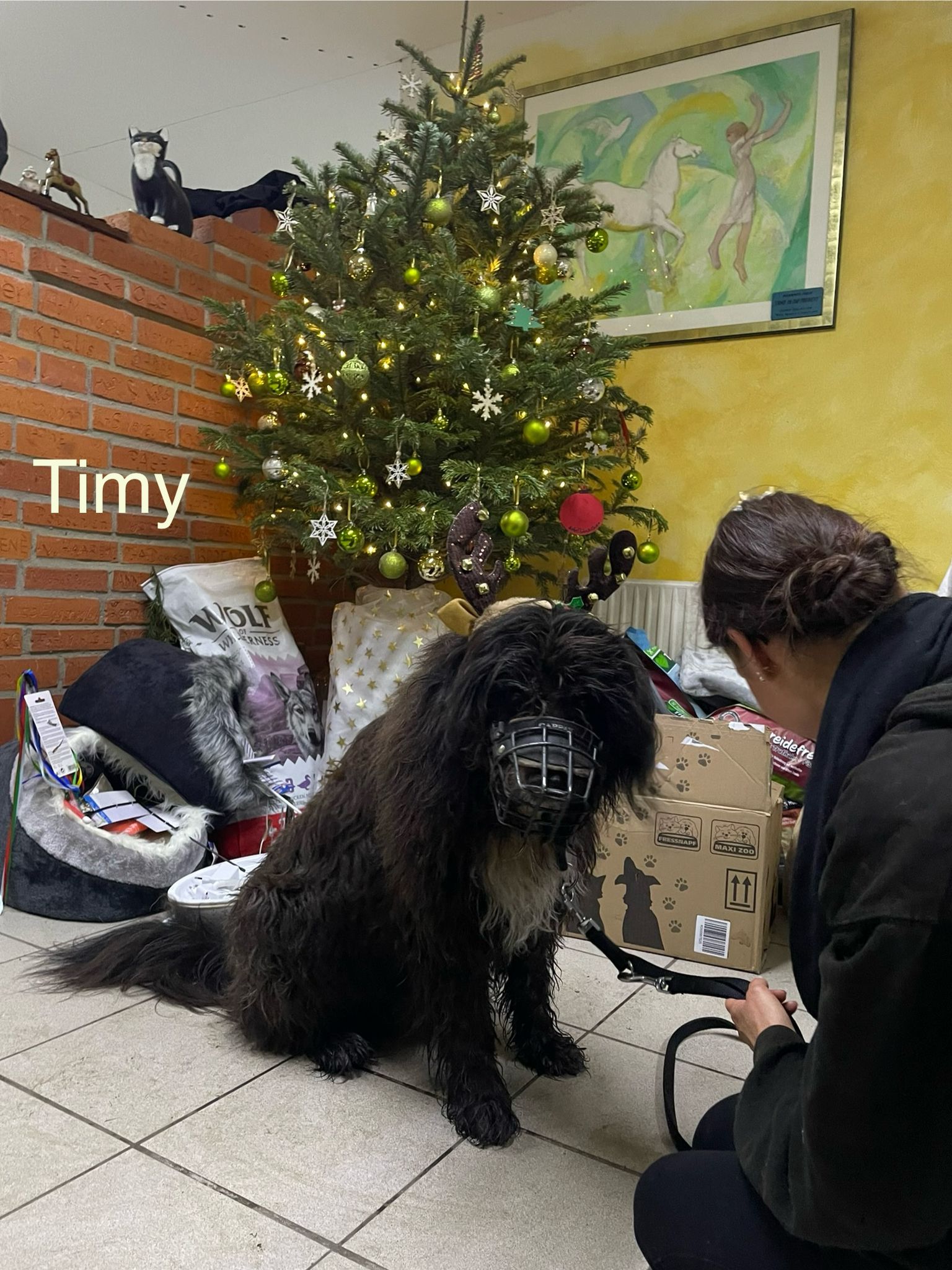 Unser Hundesenior Timy wünscht sich auf seine letzten Jahre einfach so sehr ein eigenes Zuhause 