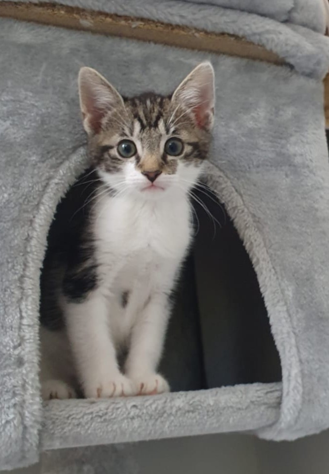 Mogli