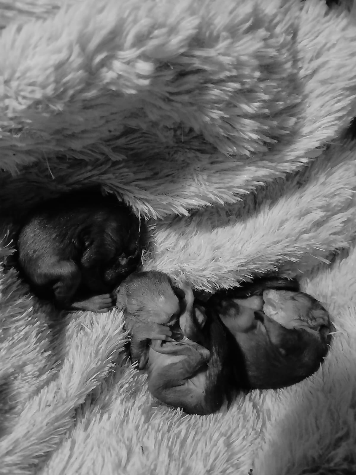 Drei kleine Eichhörnchen