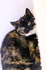 Tortie