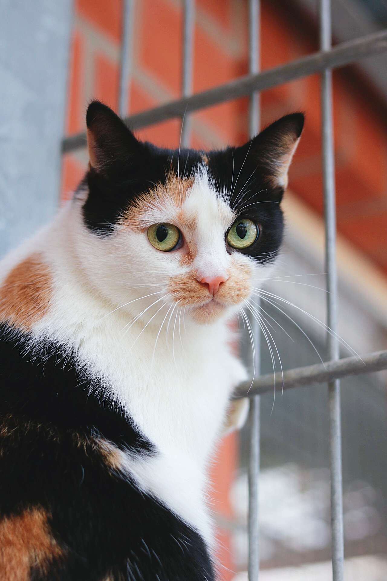 Stella