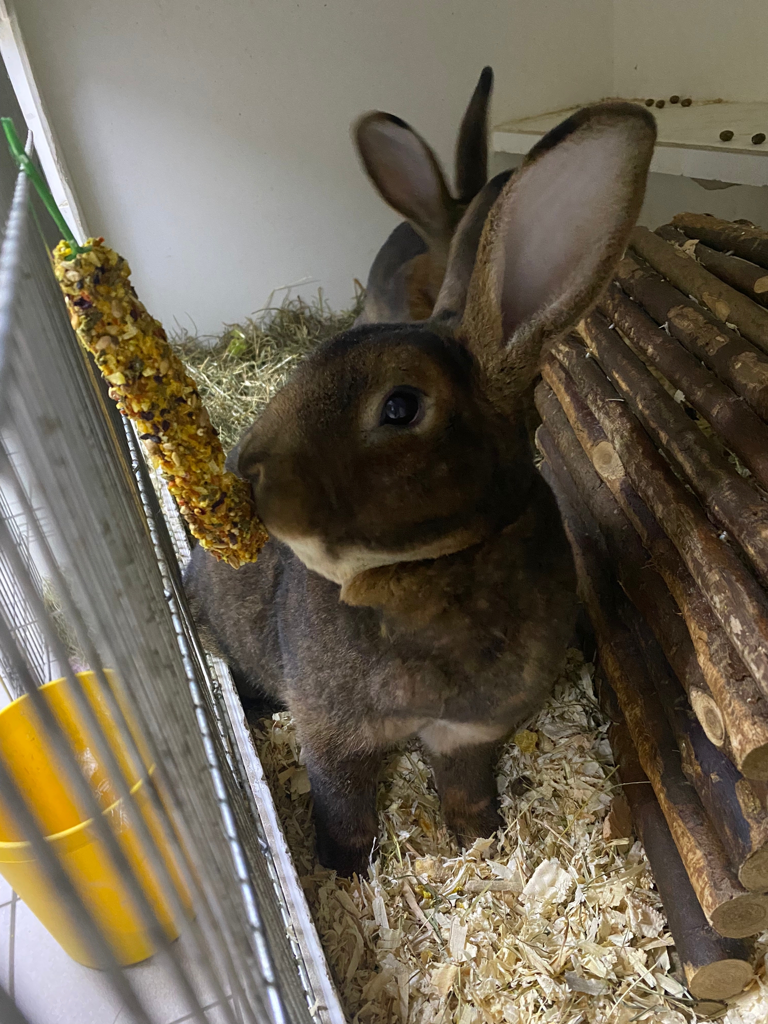 Auch Boomer findet es lecker