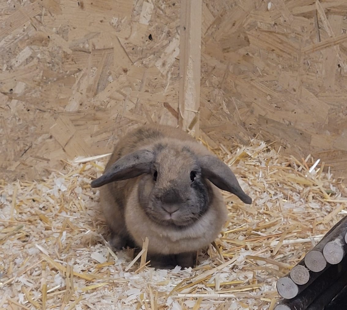 Rüdiger