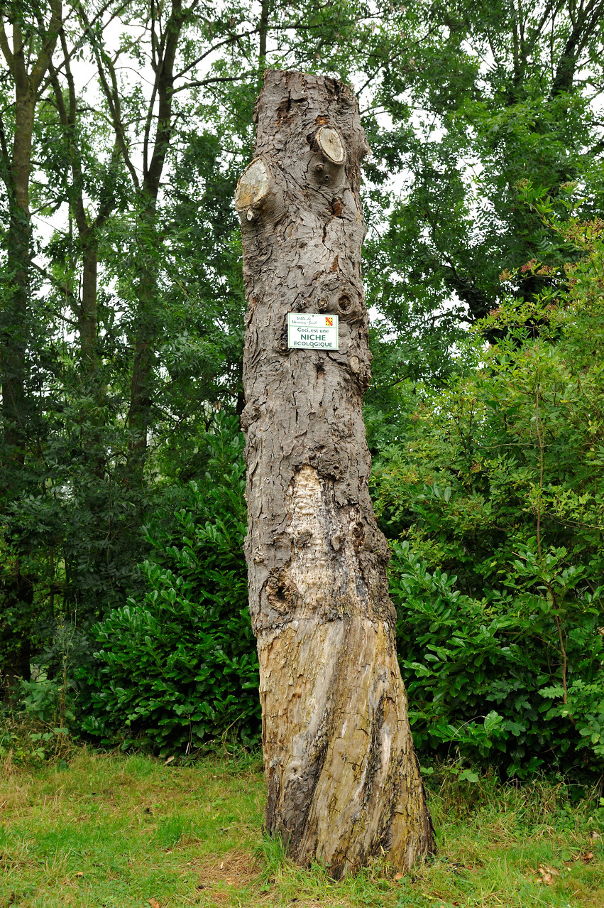 Niche écologique au Parc du château Dalle-Dumont à Wervicq-Sud par Richard Soberka