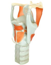 Anatomie des Kehlkopfes - Larynx mit Stimmbändern und Stimmlippen erklärt von HNO Augarten Wien