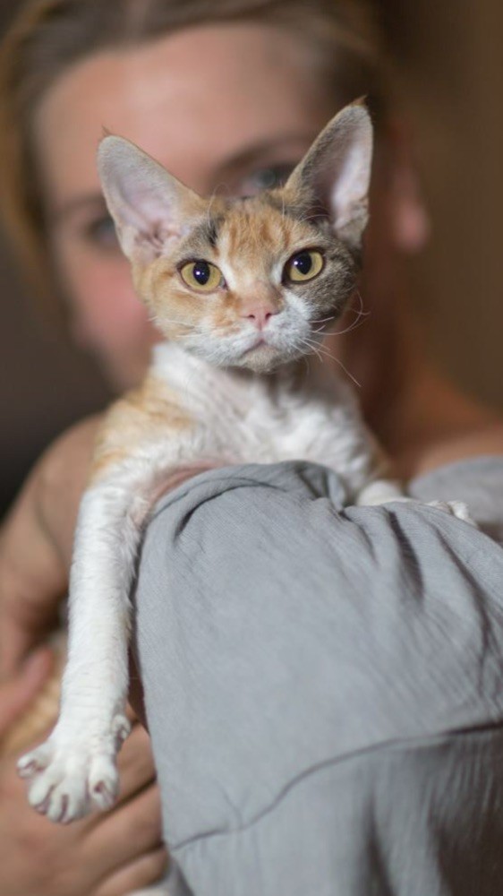 DEVON REX