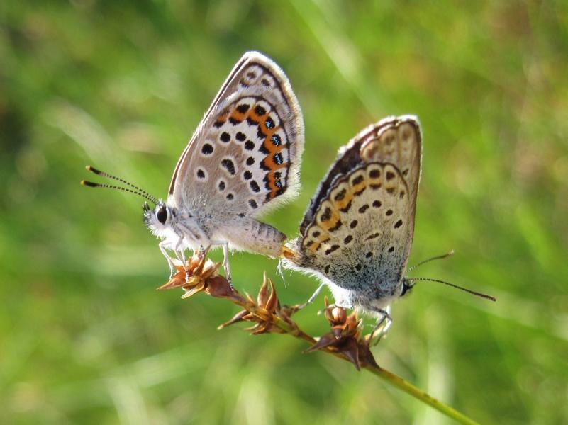Argus-Bläulinge bei der Paarung