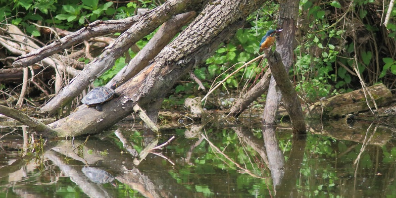 Eisvogel und Rotwangenschildkröre