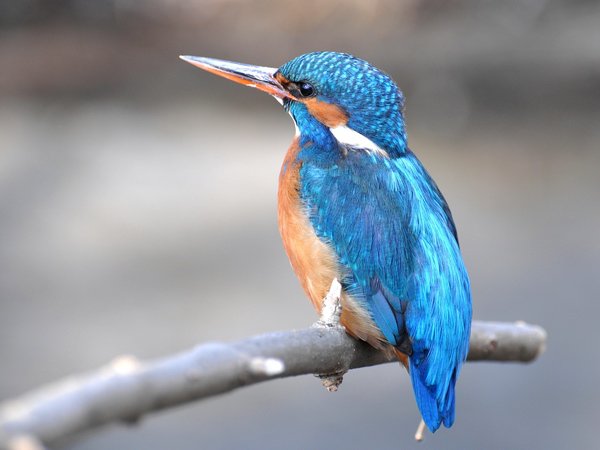 Eisvogel - das LBV-Maskottchen 