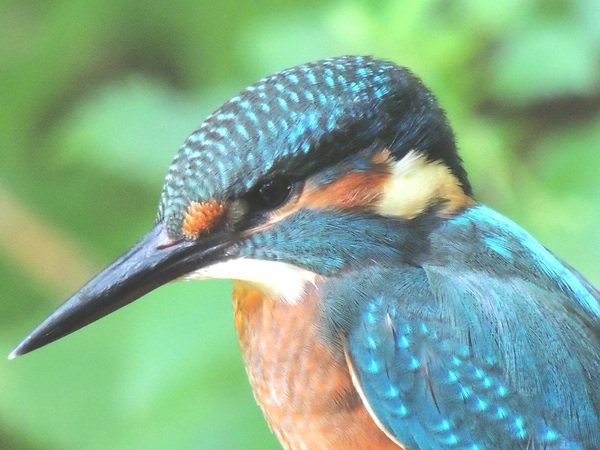 Eisvogel - das LBV-Maskottchen 