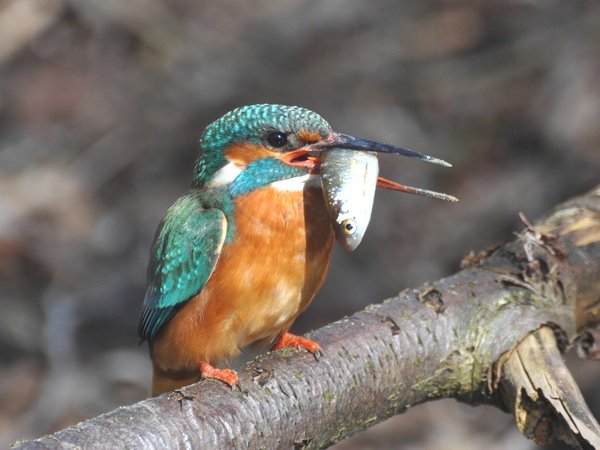 Eisvogel - das LBV-Maskottchen 