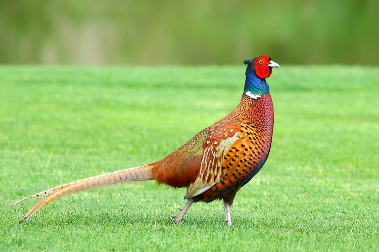 Jagdfasan im Erdinger Moos